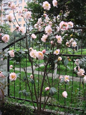 �������һ������軨��80Ԫ��������