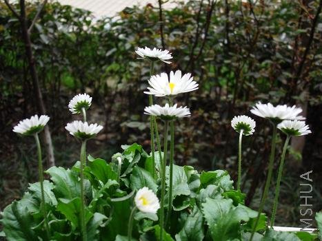 վ�ڹ�����̨���������Ϲҵĳ��գ�Ч������