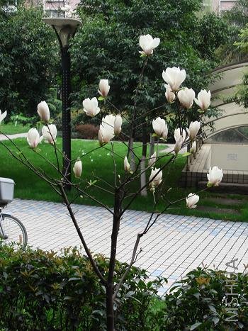 �Ҽҳ����ſڵİ����������껨����ʮԪ�������Ѿ��������ˡ�