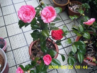 DCAM0088.JPG