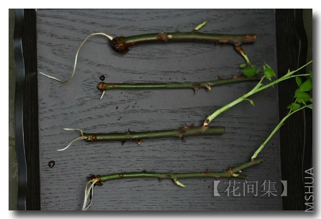 IMG_4305 ����.jpg