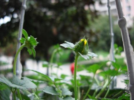 ��ݮ��������