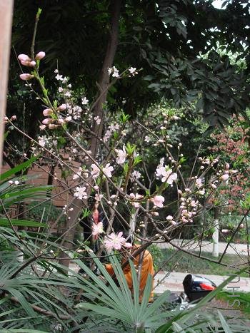 ���������������ζ���ر�ã�ÿ�궼�ǹ��̲���С����ժȥ���ˣ�ժ��ʱ�򶼻�û��ȫ����