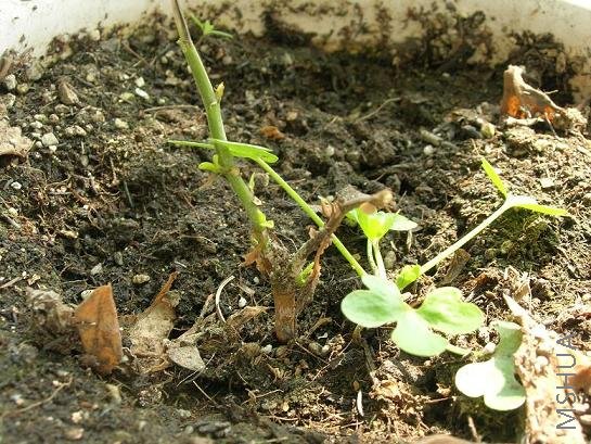 ��ѩ,˳������,��ѩ���ϵĲݽ�ɶ?