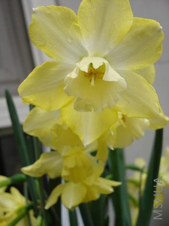 ����ɫ����ˮ��