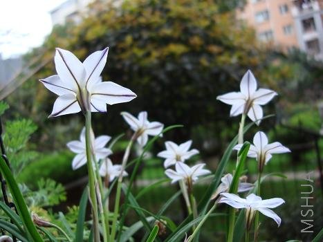 �ӻ��µı�����ȥ