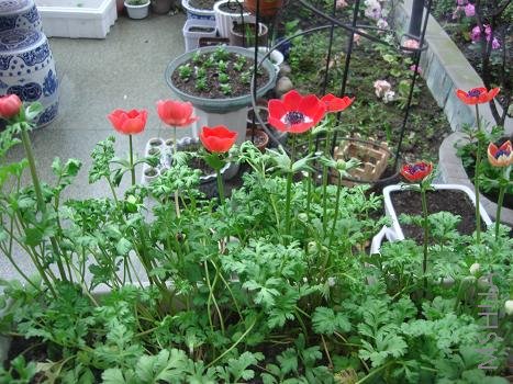 �����������ĵ���Ƭ