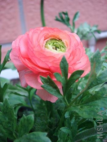 ������ɫ��������