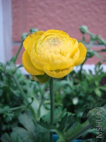 �����Ÿ��Ǽ��գ����ǻ�ɫ�Ļ�ë��