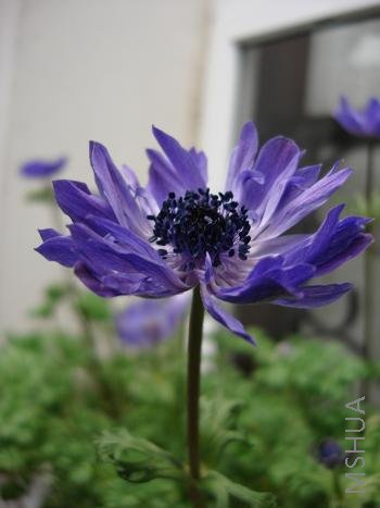 ����������ر�ҶƬ�����ѵ�