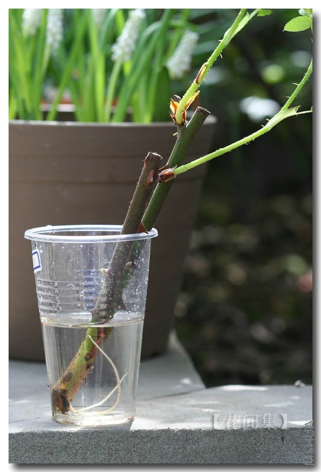 IMG_4307 ����.jpg