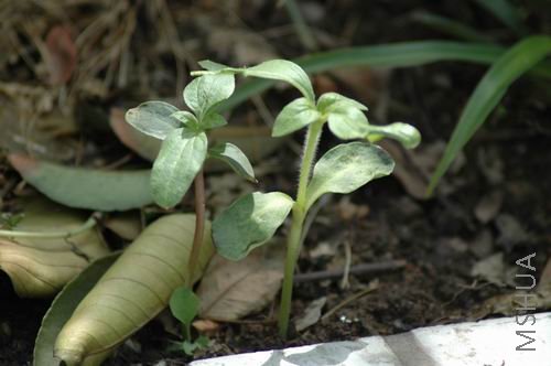 ������С DSC_7412.JPG