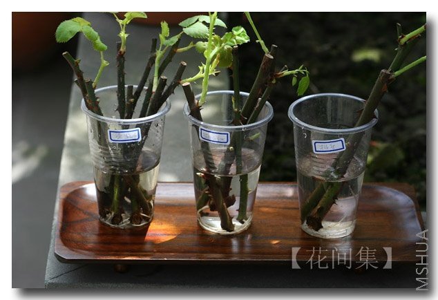 IMG_4308 ����.jpg