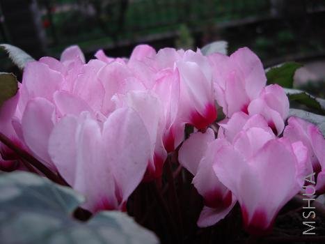 ���������΢���ɿ���