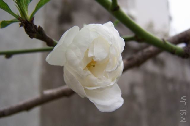 ������С 080322 014.jpg