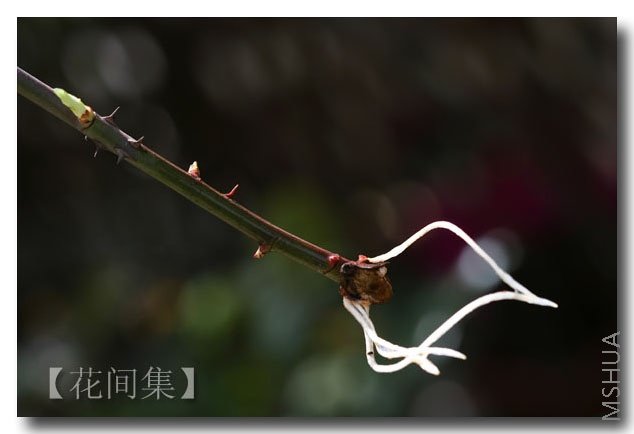 IMG_4327 ����.jpg