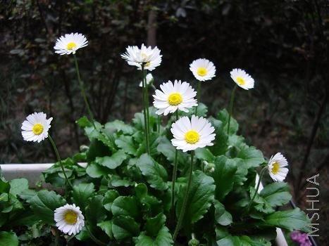 ������ĳ���