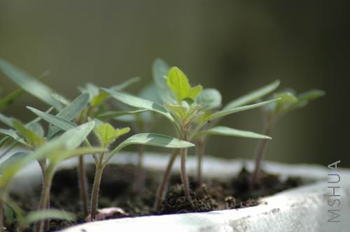 ������С DSC_7411.JPG