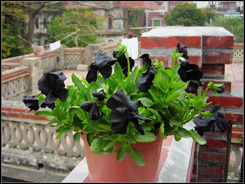 ��ɫ��-��ʥ��