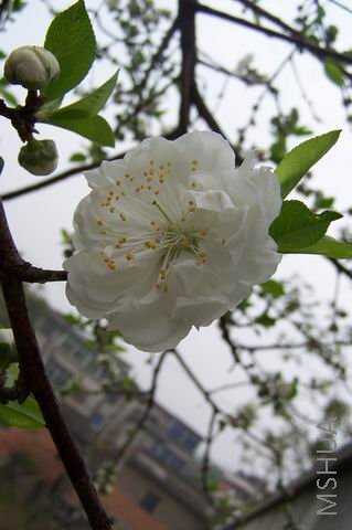 ������С 080322 008.jpg