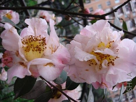 �軨��ζ����