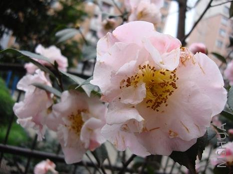 ��������軨Ů