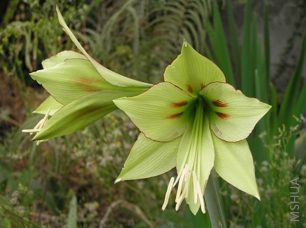 Amaryllis Yumemitai .JPG