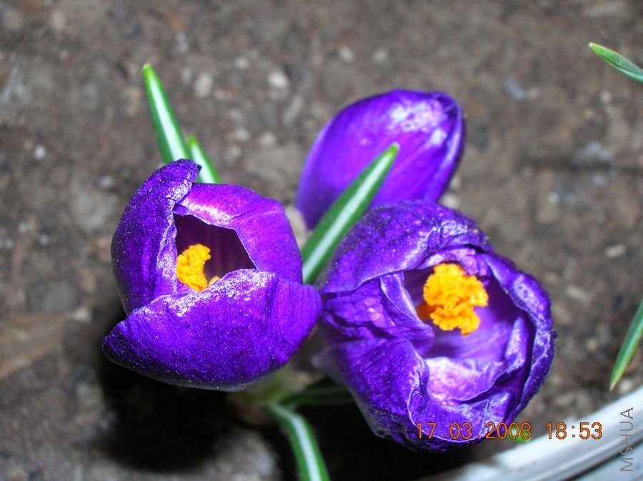 DSCN9668.JPG