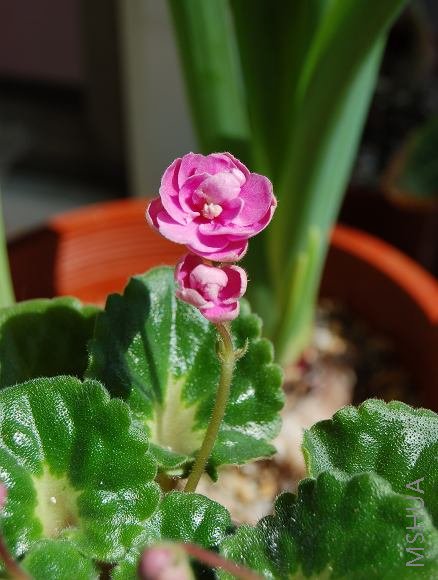 DSC_0037.jpg