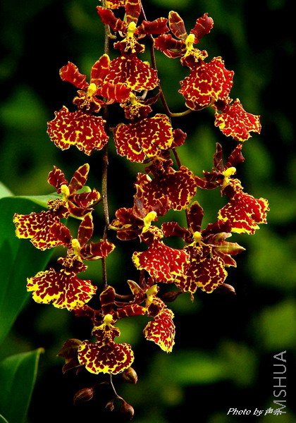 "����" Odcdm.Kaufman"Butterfly