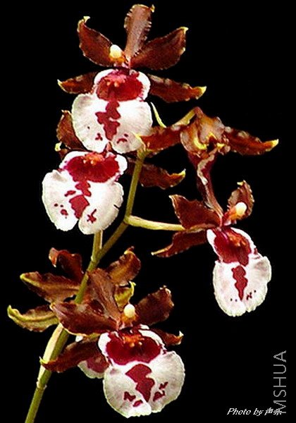 "����"Fourteeth Woc"Beauty"