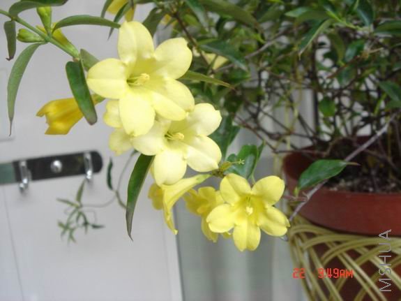 ������С DSC02650.JPG