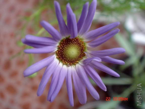 ������С DSC02668.JPG