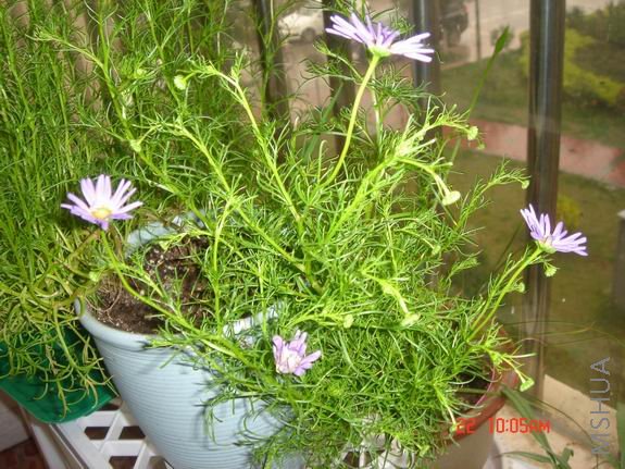 ������С DSC02656.JPG