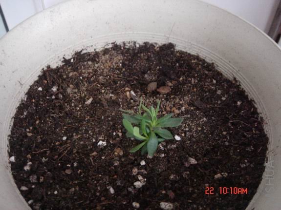 ������С DSC02671.JPG