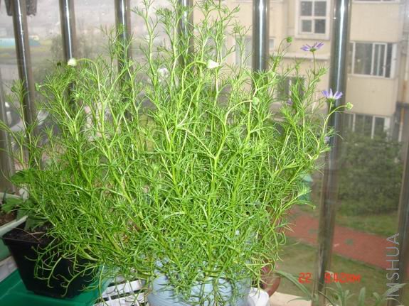 ������С DSC02634.JPG