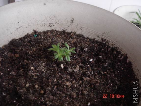 ������С DSC02670.JPG