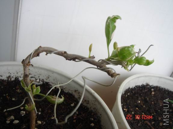 ������С DSC02676.JPG