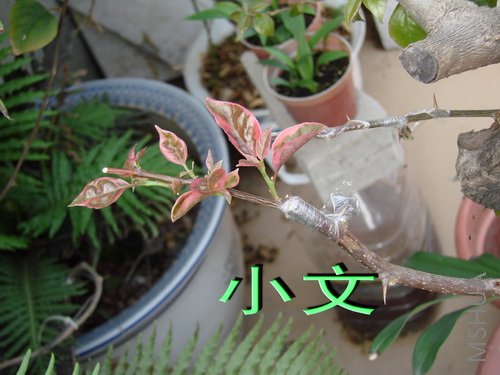 �½� ACDSee 9.0 BMP ͼ��.jpg