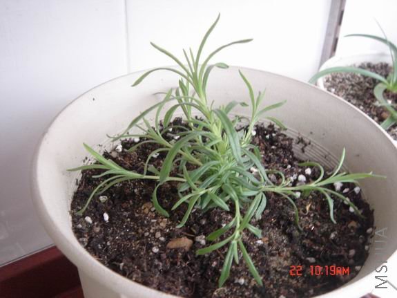 ������С DSC02681.JPG