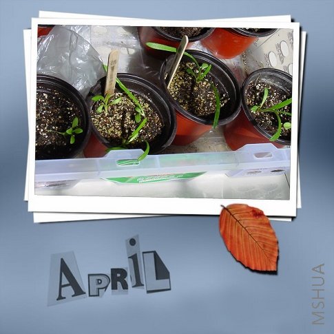 ѫ�¼���õ��ʯ��