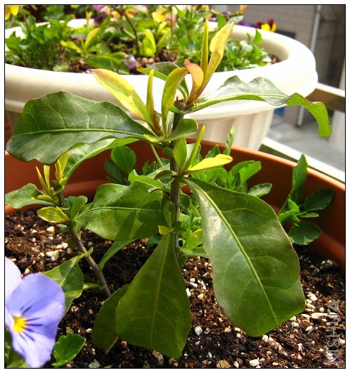 ��һ�裬�󲥵�