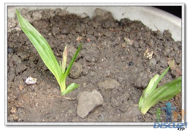 ���Ӧ���ǰٺϣ���������ȥ��̫����