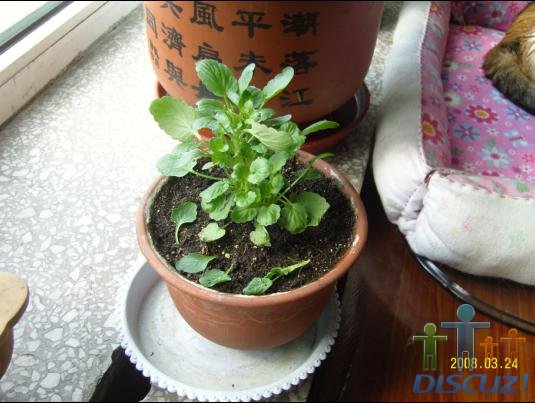 �⵽���ֺ�Ĳ�״