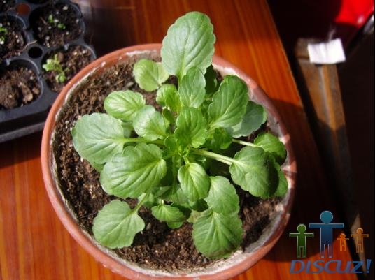 ��ׯ��Ư�����Ѿ��쿪���ˡ�