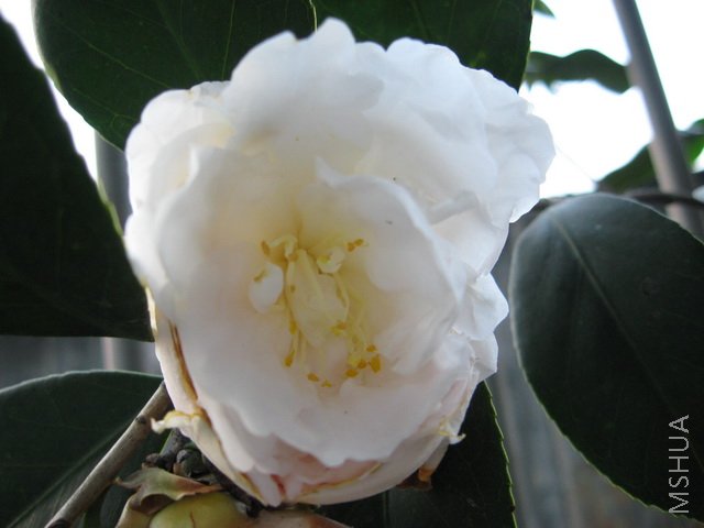 ��Ƭ 058a.jpg