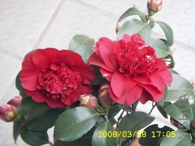 DCAM0003.JPG