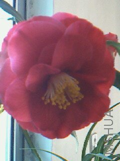 IMG0045A.jpg