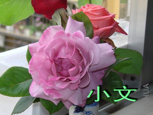 ��ˮ��Ļʼ�ʯӢ,�ܲ�ͬ����ɫ