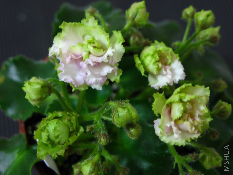 ��������